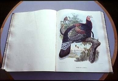 Inside bookpage color ink sketch of a wild turkey perched on low tree branch