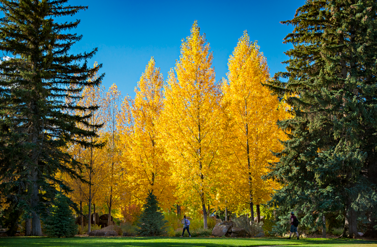 A mix of evergreen trees and trees with golden autumn leaves