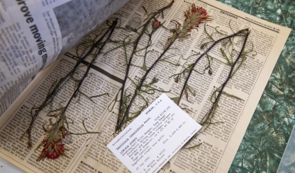 plants in a book of newspaper