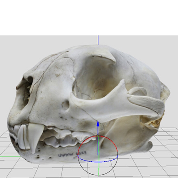 3D of a bat skull