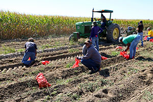 People harvesting potatoes in a field
