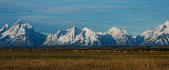 panorama of pronghorns and mountains