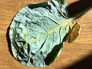 underside of leaf with black spots on it