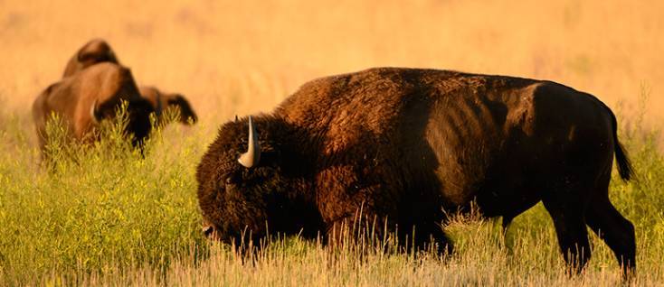 Buffalo in field