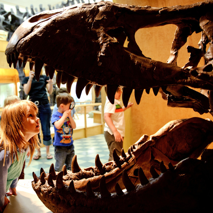 a child looks into the mouth of a dinosaur skeleton