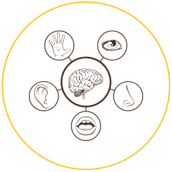 graphic with brain in the middle and five senses